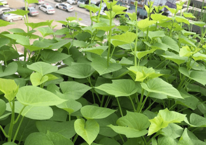 5 loại rau "rẻ như cho" nhưng lại rất tốt cho sức khỏe , ngừa ung thư cực mạnh