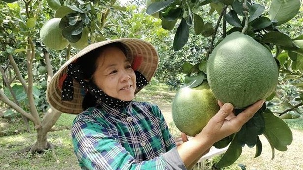 Bưởi da xanh Bến Tre đáp máy bay sang Mỹ, gây sốt với giá gần 400 nghìn đồng/kg