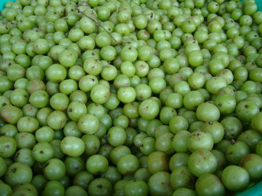 Loại quả mọc dại ở Việt Nam, được coi là "thần dược" ở nước ngoài giàu vitamin C gấp 20 lần cam