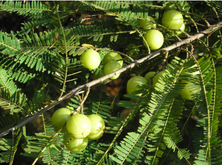 Loại quả mọc dại ở Việt Nam, được coi là "thần dược" ở nước ngoài giàu vitamin C gấp 20 lần cam