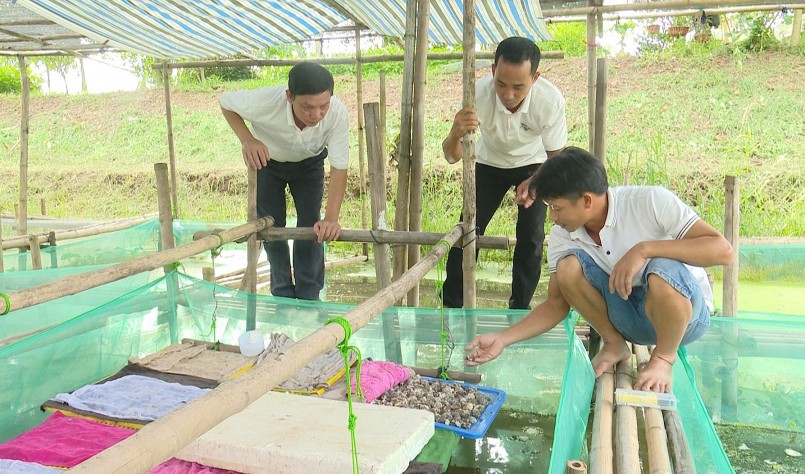 Anh Hiếu sẵn sàng chia sẻ kinh nghiệm nuôi ốc nhồi và liên kết hợp tác để nuôi ốc nhồi hiệu quả.