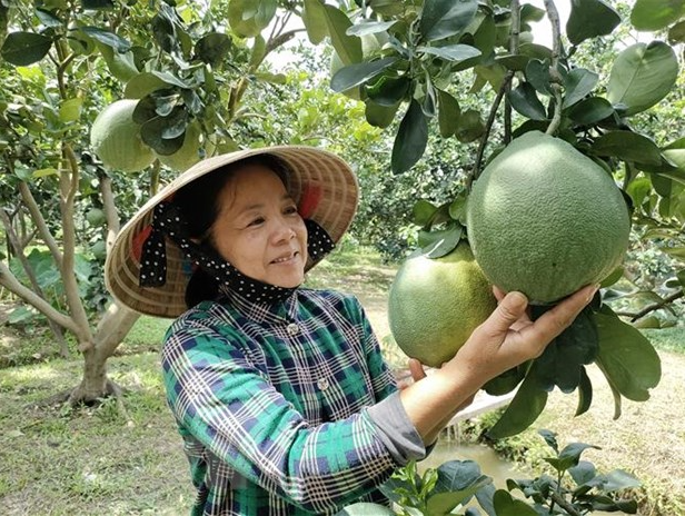 Bưởi da xanh Bến Tre đáp máy bay sang Mỹ, gây sốt với giá gần 400 nghìn đồng/kg Bưởi da xanh Bến Tre đáp máy bay sang Mỹ, gây sốt với giá gần 400 nghìn đồng/kg