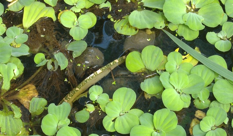 đặc tính của ốc nhồi sống dưới bùn nhưng lại cần môi trường sạch, không thuốc bảo vệ thực vật, không ô nhiễm môi trường nước. 