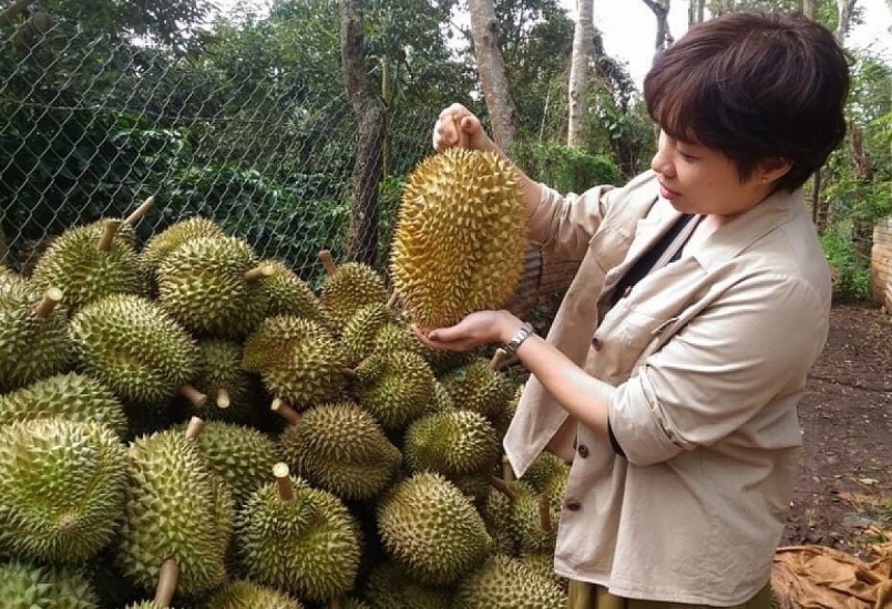 Khi xuất sang Trung Quốc, sầu riêng Việt Nam cạnh tranh ngay với sầu riêng của Thái Lan, Malaysia.
