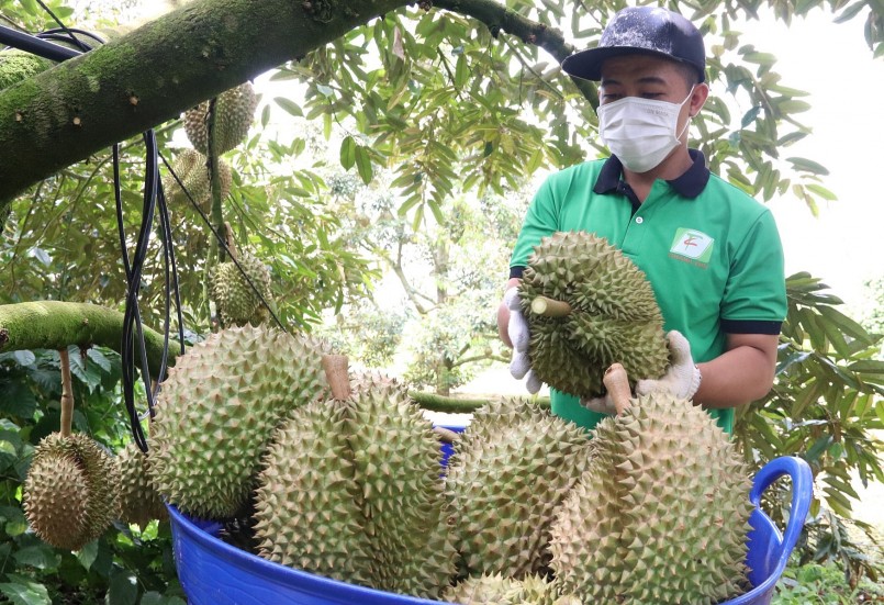 tới thời điểm này mới có khoảng 30.000 tấn sầu riêng được xuất khẩu.