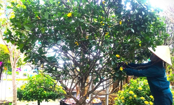 Một chủ vườn đang chăm sóc cây mai tứ quý (