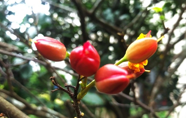 Hoa mai tứ quý nở bốn mùa, nụ hoa nở đẹp, lâu tàn...