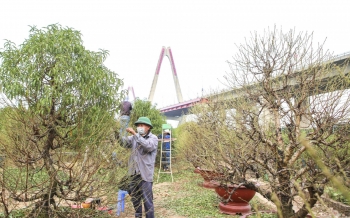 Nông dân bắc ghế, tỉ mỉ “xuống tóc” cho loài hoa Tết