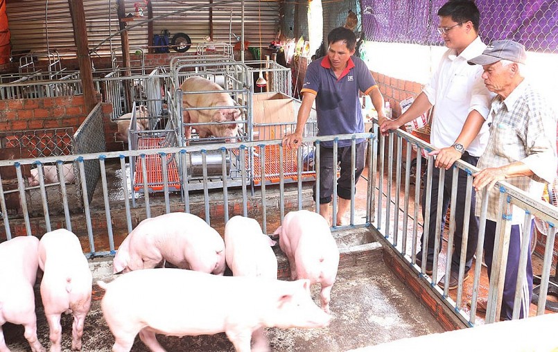 Giá heo hơi hôm nay sau kh điều chỉnh tăng, giảm giữa các địa phương đã khổng còn giữ được mức giá 55.000 đồng/kg.