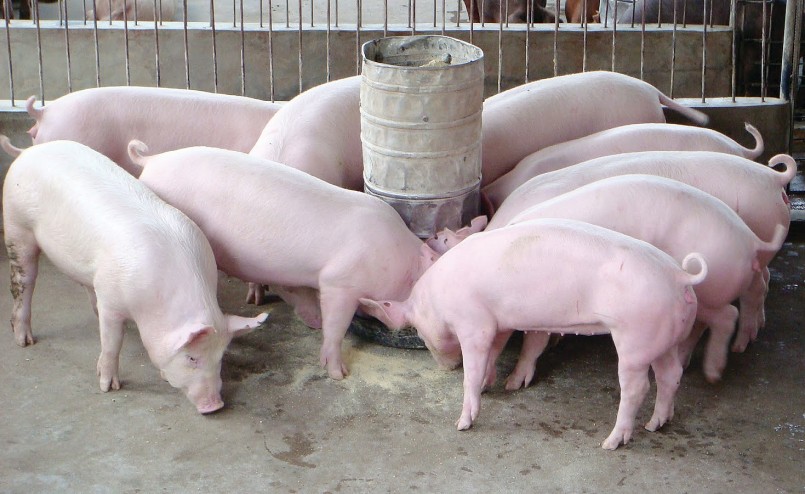 Giá heo hơi hôm nay (4/12) biến động trái chiều ở các địa phương, níu giá heo về sát mức 50.000 đồng/kg.