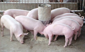 Giá heo hơi hôm nay (4/12) giảm sát ngưỡng 50.000 đồng/kg - khó xuất khẩu, trữ heo đông lạnh có khả thi?