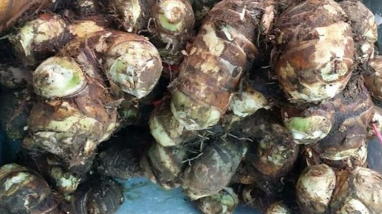 Loại củ xưa mọc đầy không ai ngó ngàng, nay thành đặc sản được nhiều người "săn lùng"