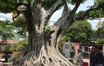 Sửng sốt với siêu cây cảnh trị giá 60 tỷ có xứng tầm 