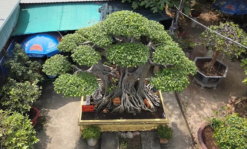 Theo chủ siêu cây cảnh, gốc cây được tạo tác hoàn toàn tự nhiên.