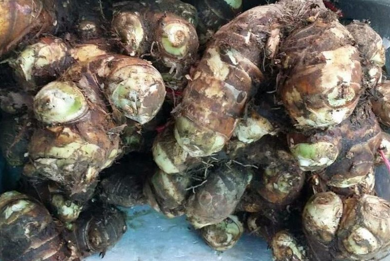 Loại củ xưa mọc đầy không ai ngó ngàng, nay thành đặc sản được nhiều người "săn lùng"