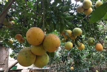 Bất ngờ với vườn bưởi diễn trĩu quả, giá tăng vọt vì thương lái mua gom bưởi Tết