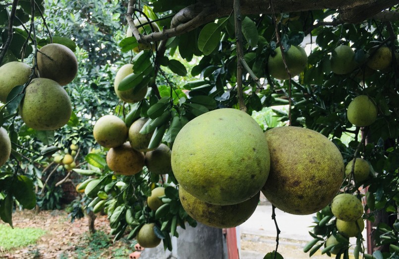 Thương lái tới đặt mua cả vườn nên giá bưởi Diễn tăng cao so với mọi năm.