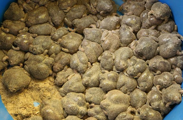 Đặc sản "hiếm có khó tìm" ở Ninh Thuận, mỗi năm chỉ có một lần