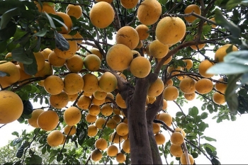 Lạc bước ở vườn bưởi cảnh cổ thụ thơm nức, khách đặt trăm triệu mỗi cây