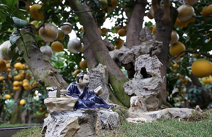 Gốc bưởi ngũ phúc này có tuổi đời lên đến 50 năm, có nguồn gốc từ rừng trên Tây Bắc, sau đó được đưa về và ghép gốc bưởi diễn vào.