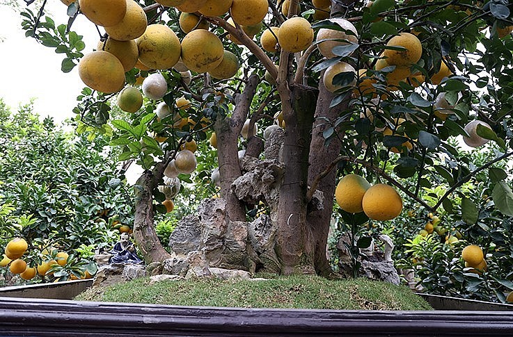 Để có được một chậu cây có tuổi đời cao để chơi Tết phải mất 3 năm chăm sóc. Năm đầu sẽ nuôi cây cho khỏe mạnh, năm thứ 2 cho lên chậu chăm sóc ghép cành bưởi diễn và năm thứ 3 mới tạo quả.