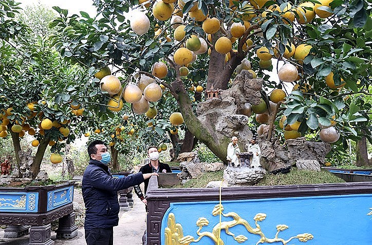 Có hàng trăm gốc bưởi bonsai to nhỏ với nhiều dáng thế khác nhau. 