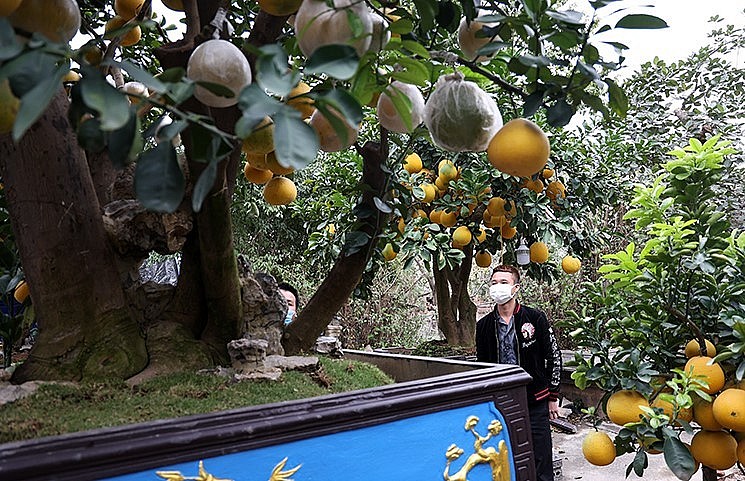 Năm nay, thời tiết nắng nhiều khá thuận lợi cho bưởi phát triển. Có nhiều cây cho ra hàng trăm quả bưởi vàng óng.