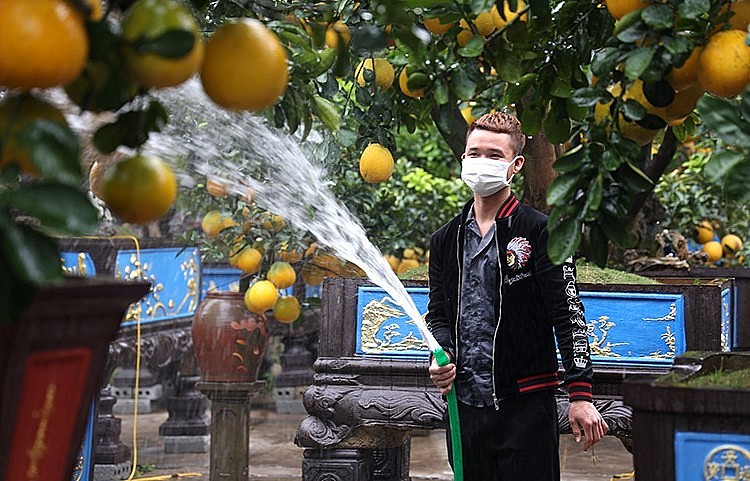 Tùy vào tuổi đời của gốc, dáng thế và số lượng quả, mỗi cây bưởi cảnh có giá dao động từ 10 triệu tới hơn 150 triệu đồng.