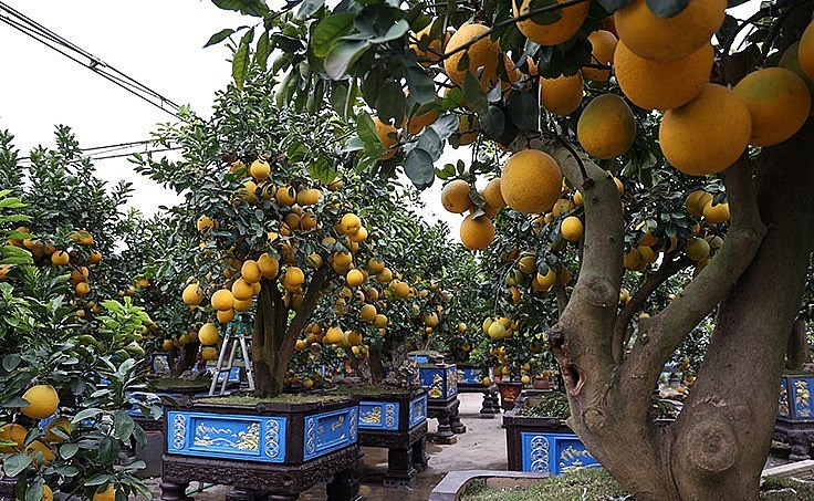 Vườn bưởi cảnh Tuyên Cường tại thị trấn Văn Giang, Hưng Yên, là một trong những vườn bưởi cảnh nổi tiếng tại tỉnh Hưng Yên. Tại đây có gốc bưởi bề thế hàng chục năm tuổi đã sẵn sàng cho khách thuê chơi Tết .