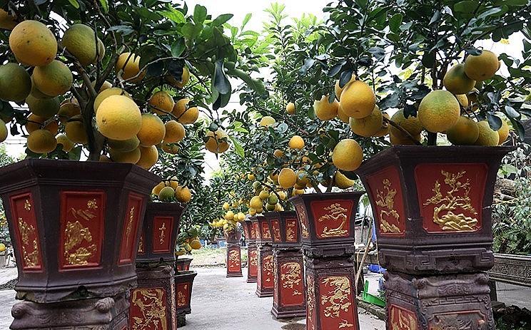 Những chậu cây cảnh cũng được chủ vườn chọn lựa kĩ lưỡng nhằm phù hợp với từng dáng, thế của những gốc cây bưởi cổ thụ.