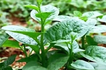 Loại rau rẻ bèo lại cực tốt vào mùa đông, là “bảo bối” dưỡng gan, tinh mắt