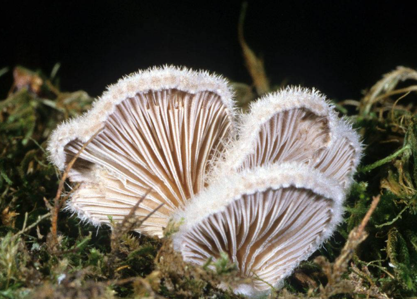 Đặc sản “đắt hàng” nhất Lào Cai, ai cũng mong được nếm thử 1 lần