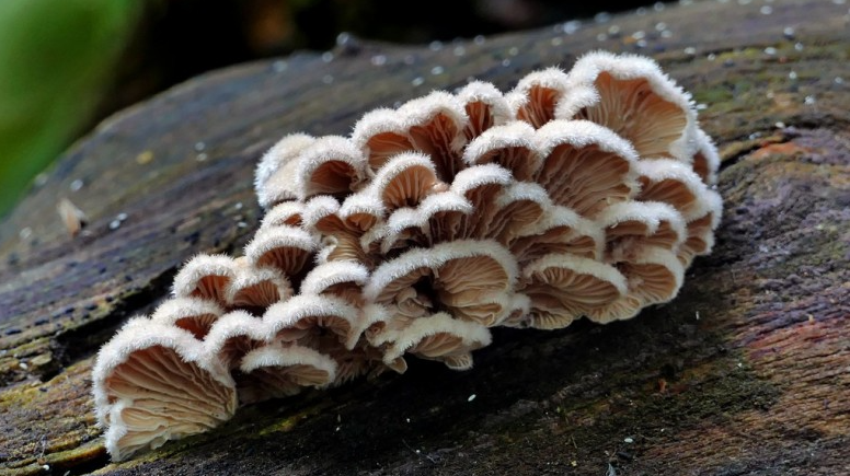 Đặc sản “đắt hàng” nhất Lào Cai, ai cũng mong được nếm thử 1 lần