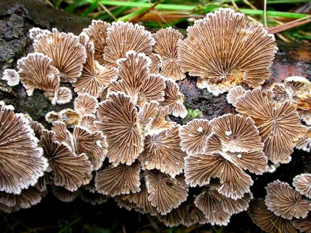 Đặc sản “đắt hàng” nhất Lào Cai, ai cũng mong được nếm thử 1 lần