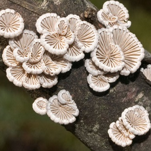 Đặc sản “đắt hàng” nhất Lào Cai, ai cũng mong được nếm thử 1 lần