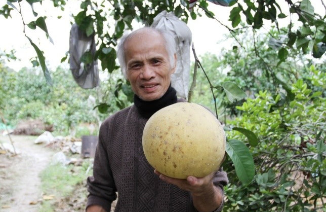 Quả bưởi chu vi hơn 60 cm được ông Nhi hái xuống mời khách tham quan vườn