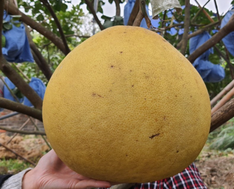 Bưởi Lâm Động (Hải Phòng) là giống bưởi quý, được khách hàng đặt mua với giá tiền triệu/quả