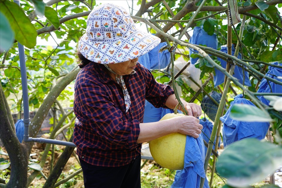 Để bảo quản những quả bưởi quý, vợ chồng bà Vườn cẩn thận bọc 2-3 lớp vải để tránh ruồi vàng đục vỏ bưởi, khiến bưởi nhanh hỏng, rụng, mất giá