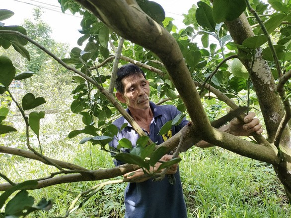 Nhà vườn Bến Tre chăm sóc vườn bưởi da xanh. Giá bưởi đã tăng 2.000 đồng/kg sau khi lô bưởi đầu tiên được xuất qua Hoa Kỳ