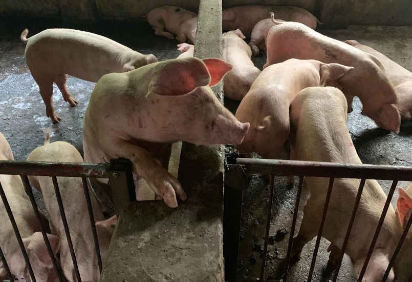 Với mức giá heo như hiện nay, người chăn nuôi nhỏ lẻ đang khó khăn vì thua lỗ.