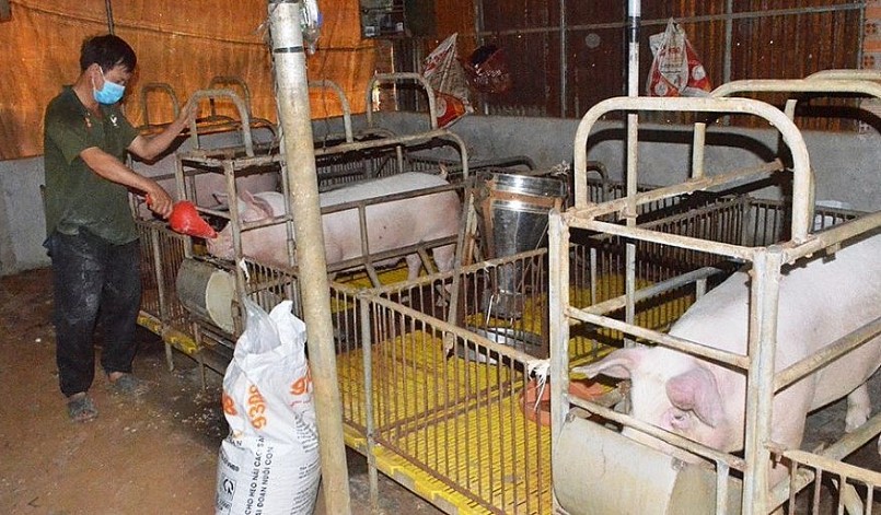 Giá heo hơi cả nước đang giao dịch trong khoảng 51.000 - 54.000 đồng/kg.