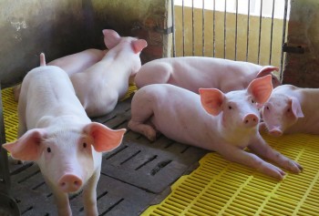 Giá heo hơi hôm nay 5/12 ít biến động, lo ngại dịch lan rộng, Tết này có thiếu thịt heo?