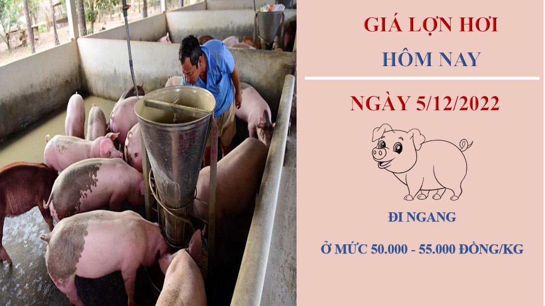Giá heo hơi hôm nay 5/12/2022: Đi ngang trên diện rộng