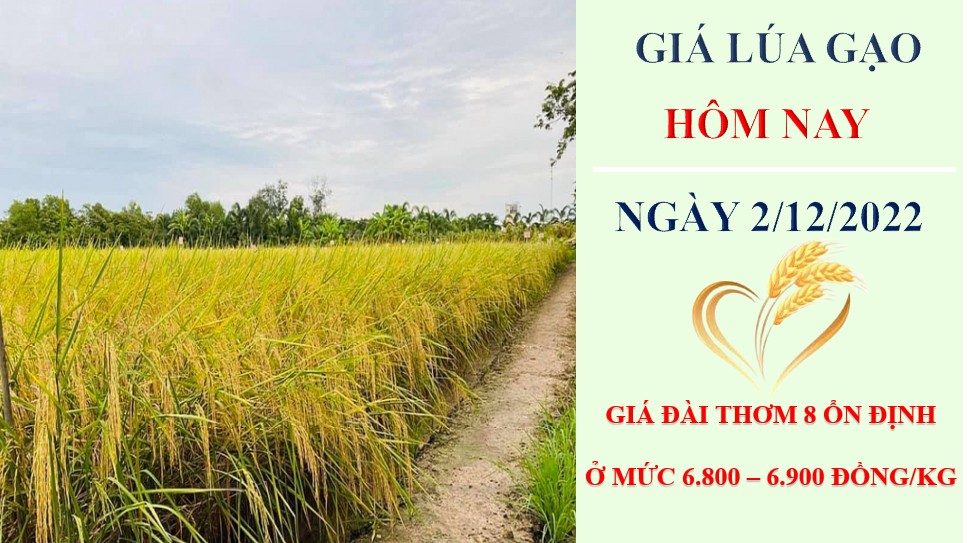 Giá lúa gạo hôm nay 5/12/2022: Thị trường sôi động phiên đầu tuần