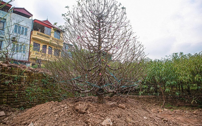 Hiện nay, mặc dù mới trong công đoạn tuốt lá nhưng nhiều gốc hoa đã được nhiều người đặt thuê, mua để chơi Tết. 