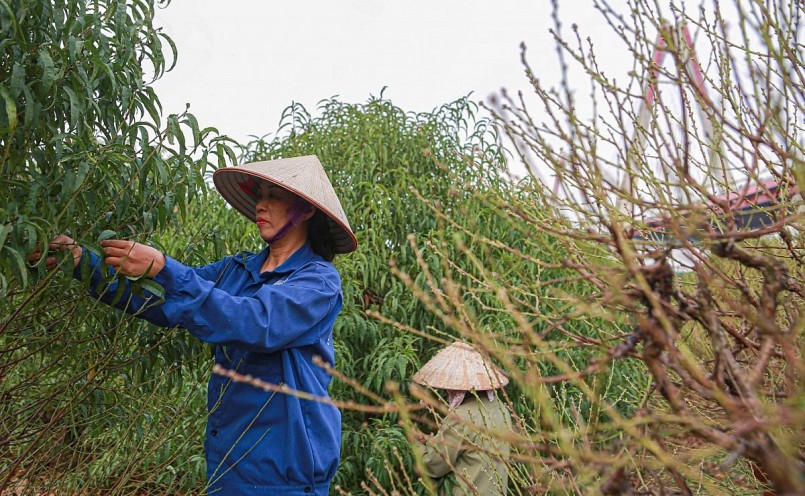 Tùy thuộc vào cây to hay nhỏ, thời gian tuốt cũng khác nhau.