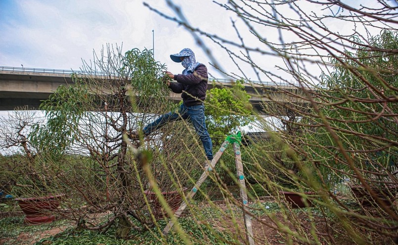 Với những cây cao hơn 2 m, người ta đứng lên thang nhôm hoặc ghế gỗ để tuốt lá đào.