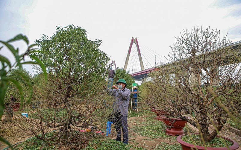 Để không lỡ hẹn dịp Tết, các chủ vườn thường thuê người tuốt lá trước Tết Nguyên đán 30-45 ngày.