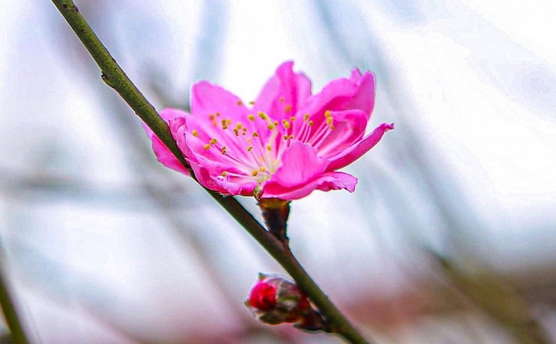 Giá thuê một cây đào tại đây rẻ nhất khoảng 5 triệu - 8 triệu đồng. Nếu bán thì giá thành lên tới cả trăm triệu đồng tùy thuộc vào kích cỡ, thế cây và hoa nở nhiều hay ít.