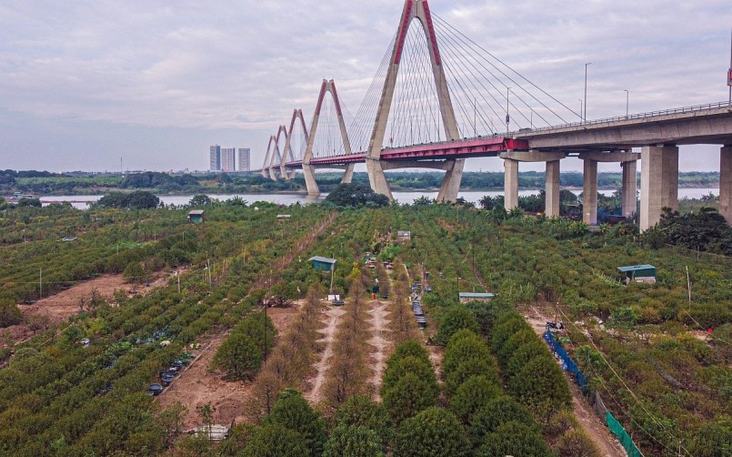 Cuối tháng 10, đầu tháng 11 âm lịch hàng năm là thời điểm các làng trồng đào tại Hà Nội bắt đầu vào vụ tuốt lá, chuẩn bị cho công đoạn nuôi mắt, cho đào ra nụ để sẵn sàng cho dịp Tết Nguyên đán.